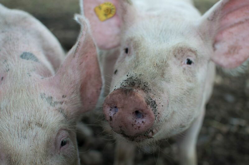Pig with dirt on snout ear tagged